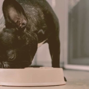 French bulldog eating from his bowl