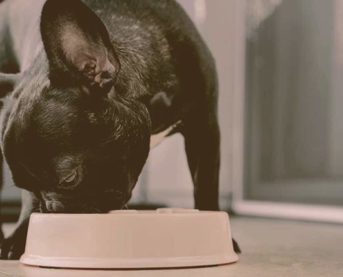 French bulldog eating from his bowl