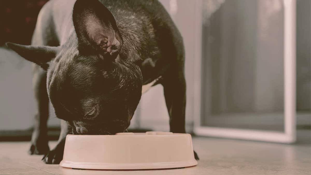 French bulldog eating from his bowl