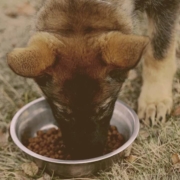 German Shepherd puppy eating