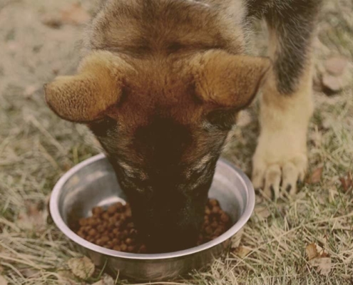 German Shepherd puppy eating