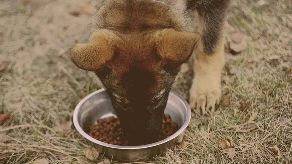 German Shepherd puppy eating