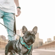 French bulldog walking with owner