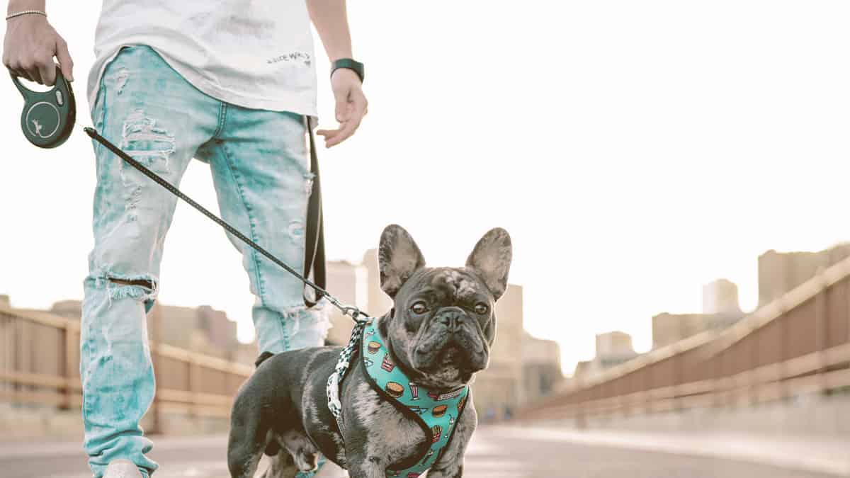 French bulldog walking with owner