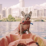 French bulldog sitting on a kayak and looking