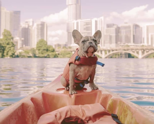 French bulldog sitting on a kayak and looking