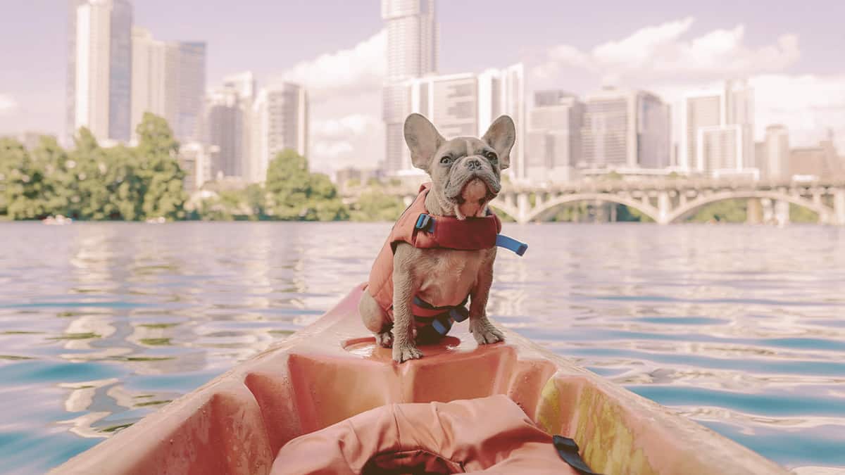 French bulldog sitting on a kayak and looking