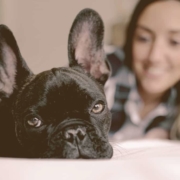 close up on the French bulldog laying with owner on the bed