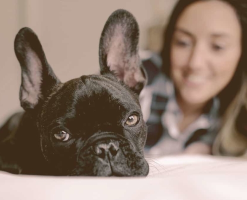 close up on the French bulldog laying with owner on the bed