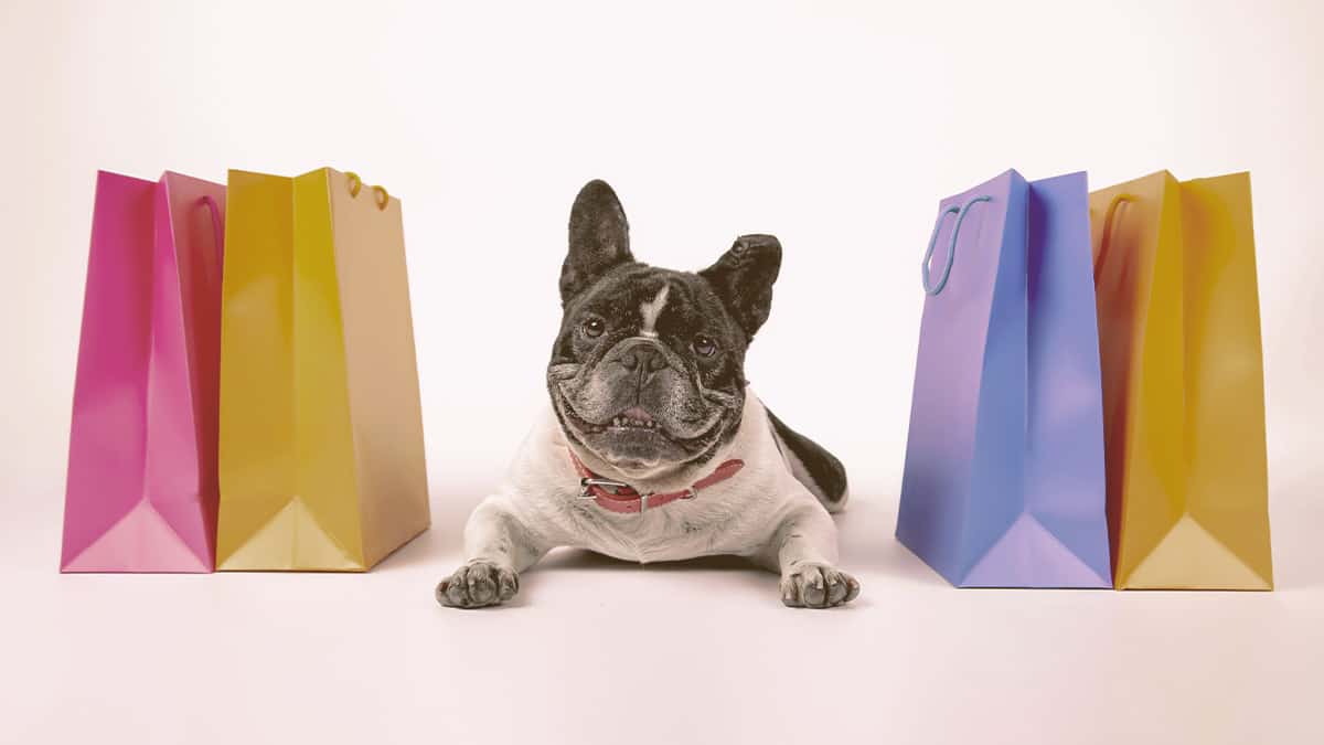 French bulldog laying on the floor next to shopping bags