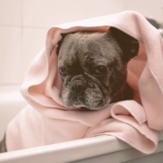 French bulldog inside a bathtub wrapped in a towel