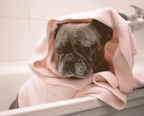 French bulldog inside a bathtub wrapped in a towel