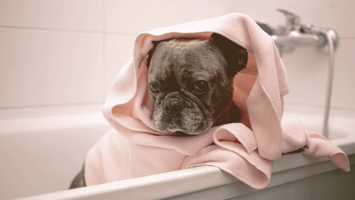 French bulldog inside a bathtub wrapped in a towel