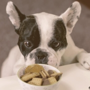 french bulldog looking with attention to a bowl of biscuits