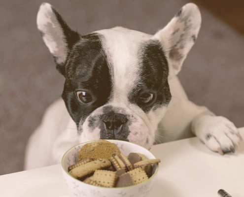 french bulldog looking with attention to a bowl of biscuits