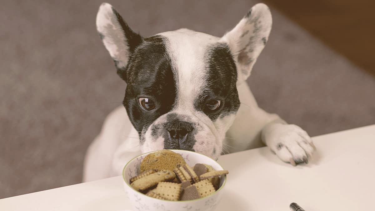 french bulldog looking with attention to a bowl of biscuits