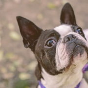 French bulldog looking up