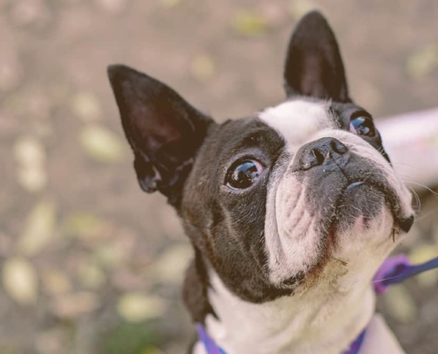 French bulldog looking up