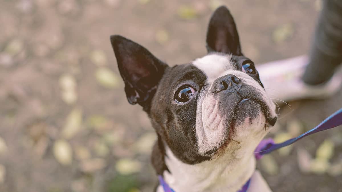 French bulldog looking up