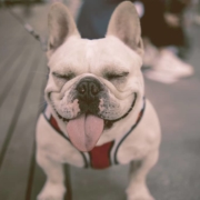 white French bulldog with tongue out and eyes closed