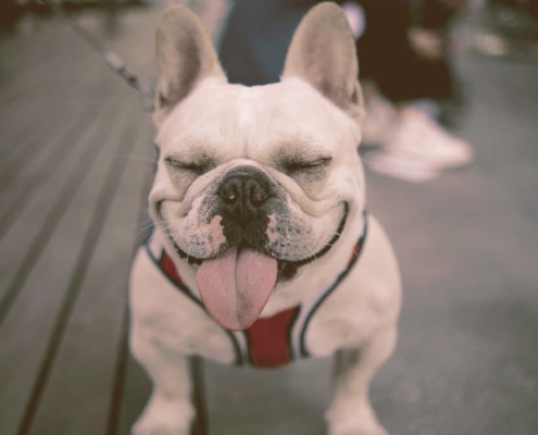 white French bulldog with tongue out and eyes closed