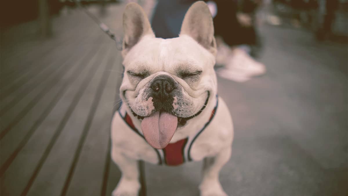 white French bulldog with tongue out and eyes closed