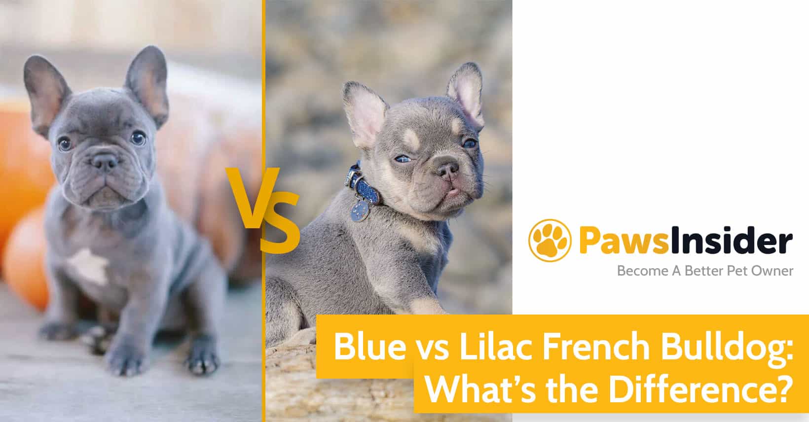 Lilac Vs Blue French Bulldog: Differences And Similarities