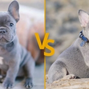 Blue vs Lilac French Bulldog