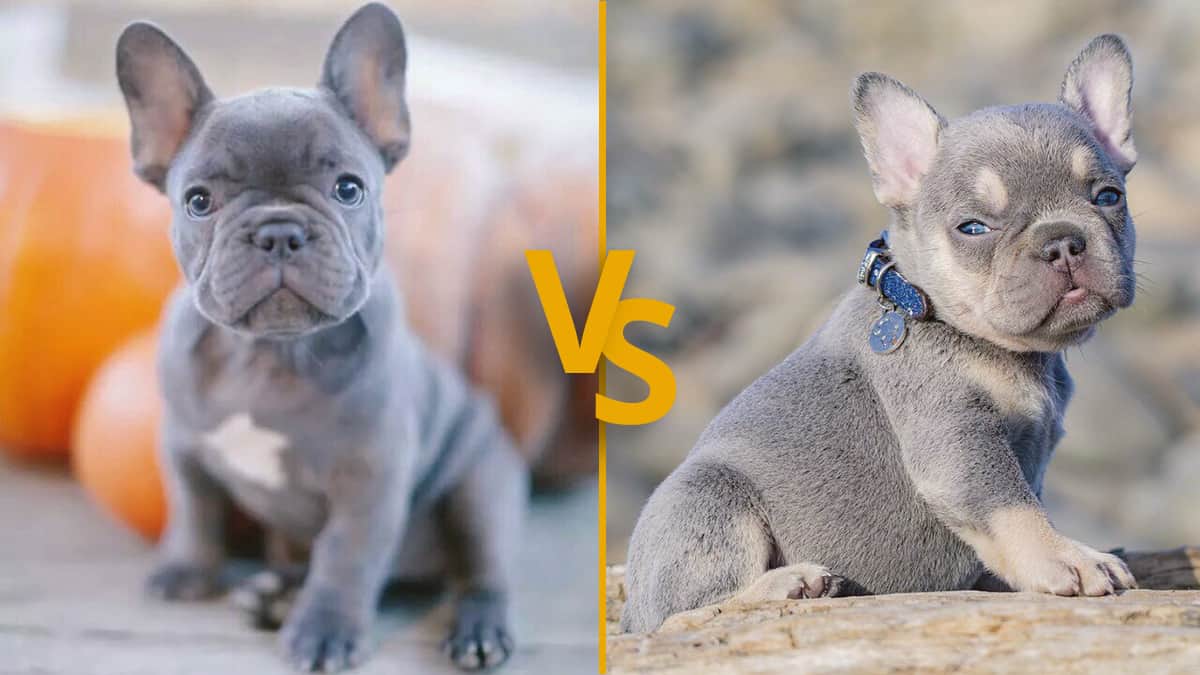 Blue vs Lilac French Bulldog