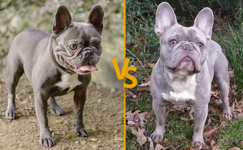 Blue vs Lilac French Bulldog