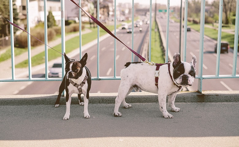Boston Terrier and French Bulldog walking on a bridge