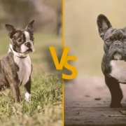 Boston Terrier vs French Bulldog: Major Similarities and Differences