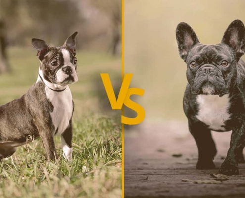 Boston Terrier vs French Bulldog: Major Similarities and Differences