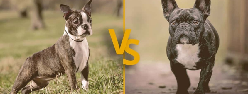 Boston Terrier vs French Bulldog: Major Similarities and Differences