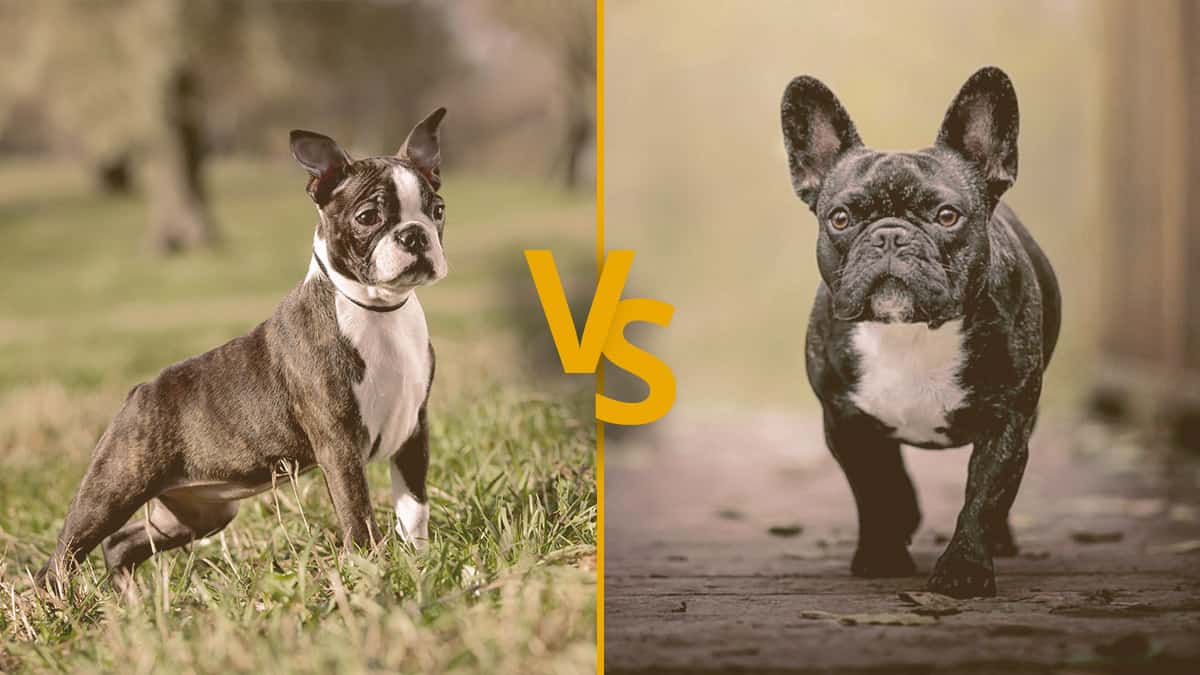 Boston Terrier vs French Bulldog: Major Similarities and Differences