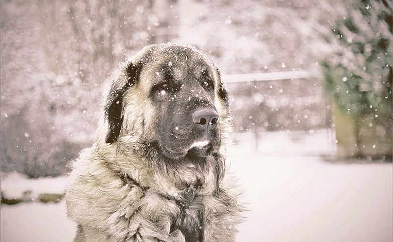 Dog sitting on the snow