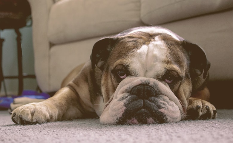 English bulldog laying down