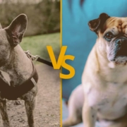 French bulldog with bat ears vs French bulldog with rose ears