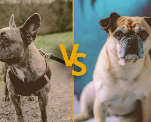 French bulldog with bat ears vs French bulldog with rose ears