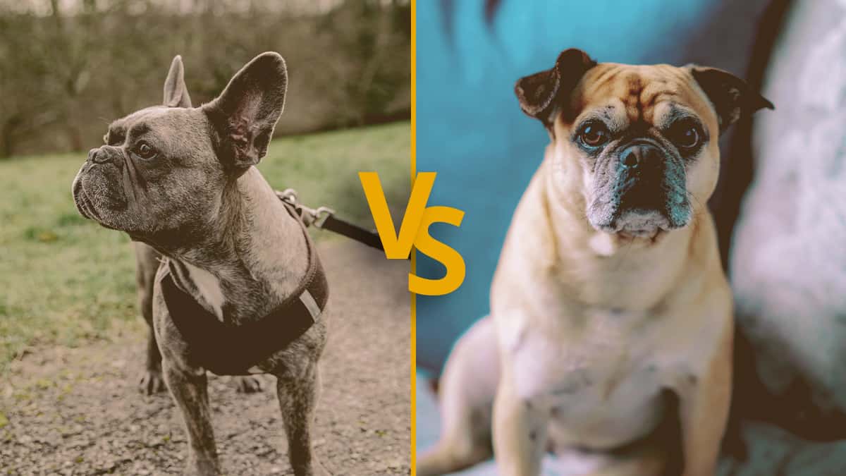 French bulldog with bat ears vs French bulldog with rose ears