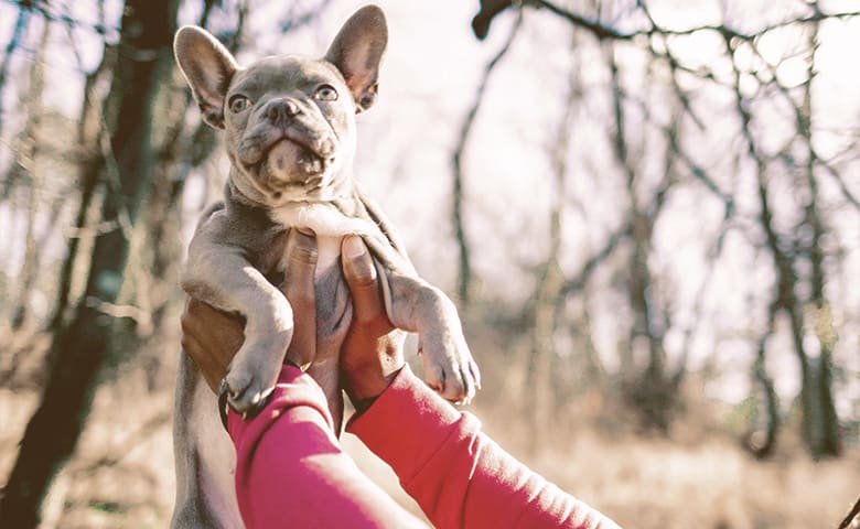 French Bulldog Puppy being held on the air French Bulldog Puppy being held on the air