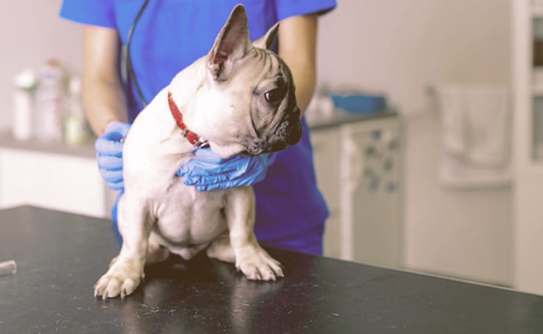 French Bulldog being examined by a vet