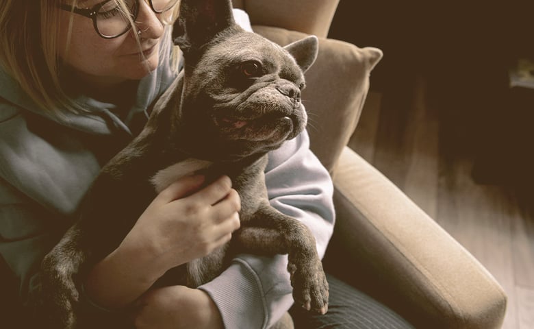 French Bulldog being taking care by owner