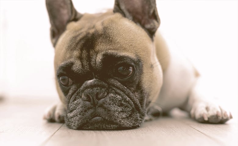 French Bulldog laying down and looking sad
