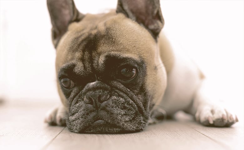 French Bulldog laying down and looking sad French Bulldog laying down and looking sad