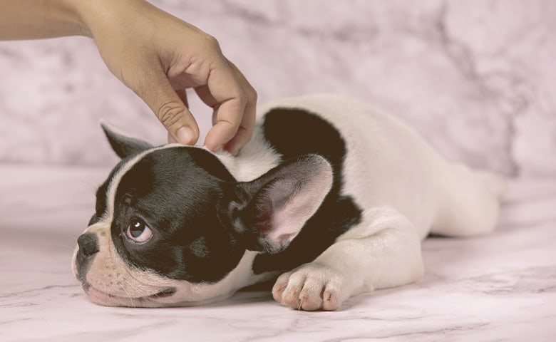 French Bulldog laying down being petted