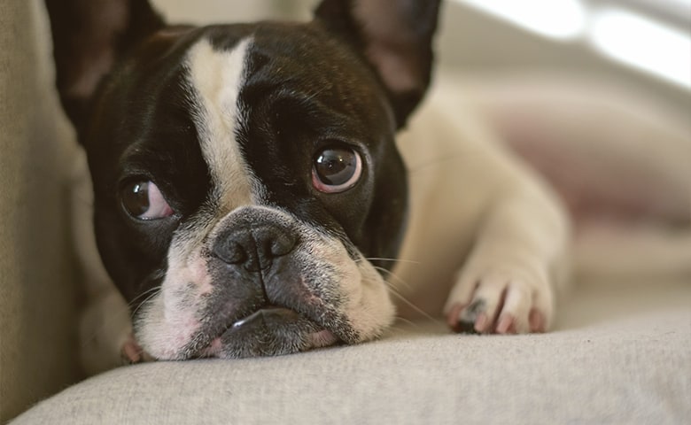 French Bulldog laying on the sofa