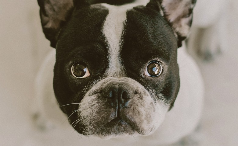 French Bulldog looking up