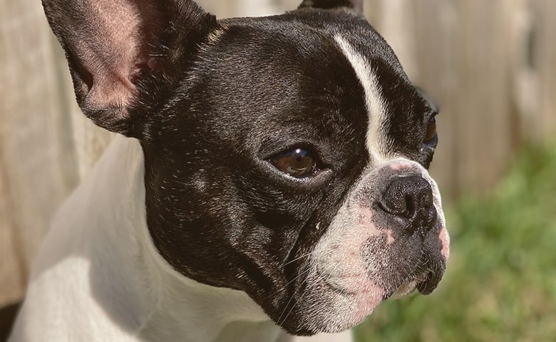 French Bulldog looking