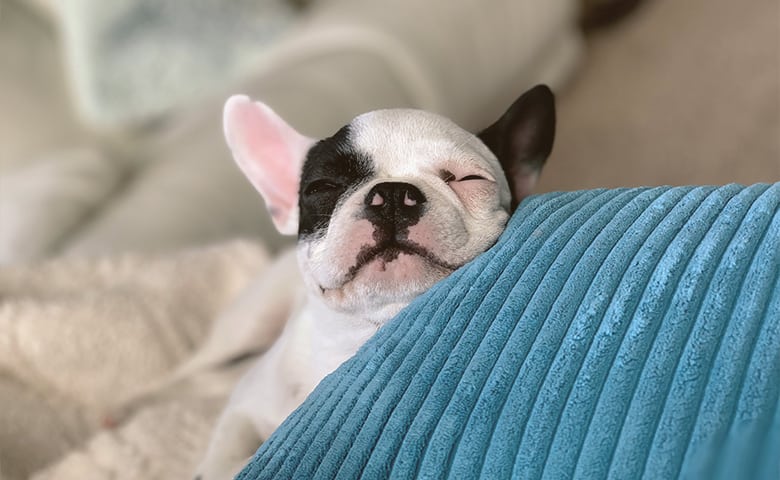 French Bulldog puppy sleeping